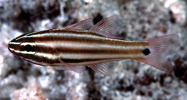Ostorhinchus angustatus
