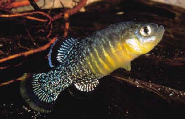 Tellia apoda