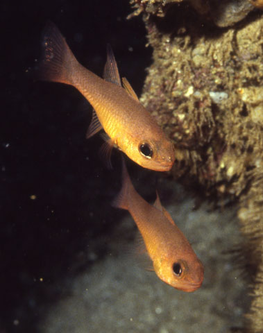 Apogon atradorsatus