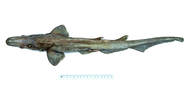Apristurus australis