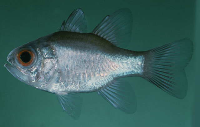 Nectamia ignitops