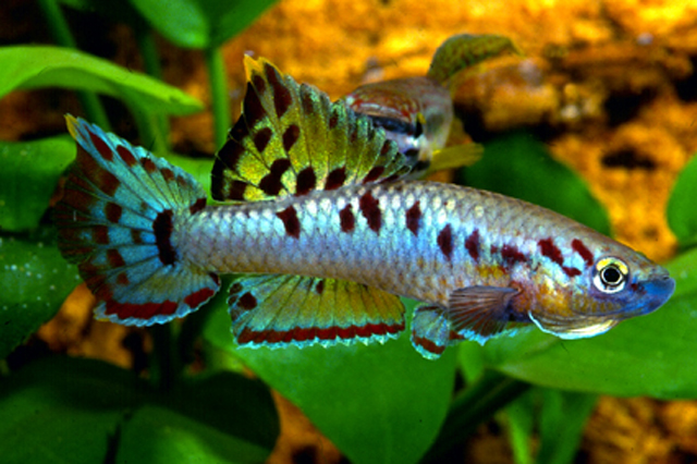 Aphyosemion bivittatum