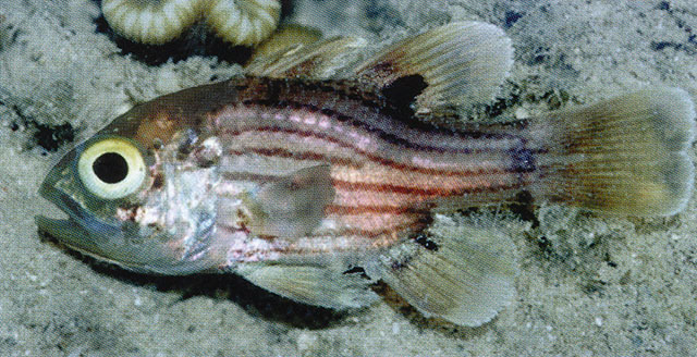 Apogonichthyoides brevicaudatus