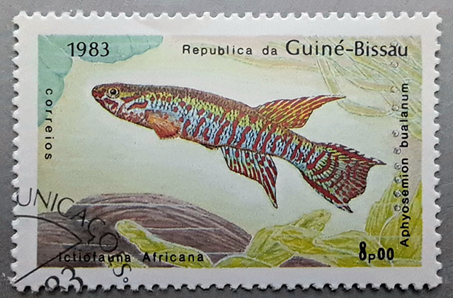 Aphyosemion bualanum