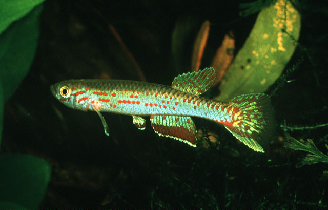 Aphyosemion cameronense