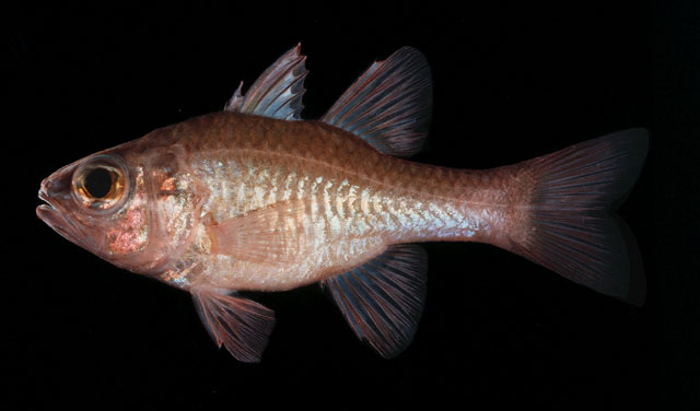 Ostorhinchus chalcius