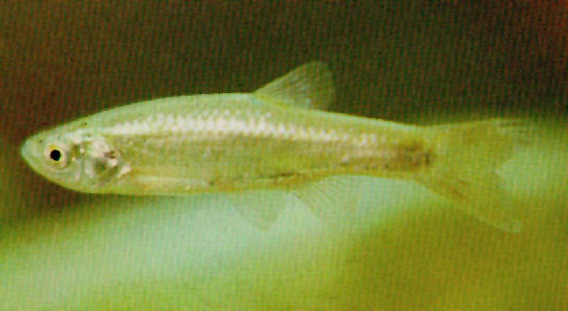 Aphyocypris chinensis
