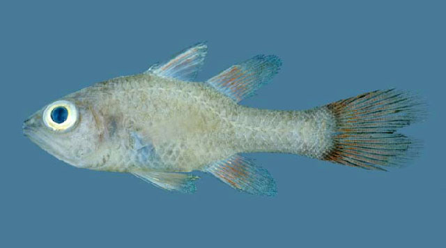 Apogon dammermani