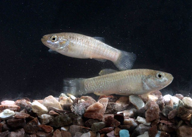 Aphaniops dispar