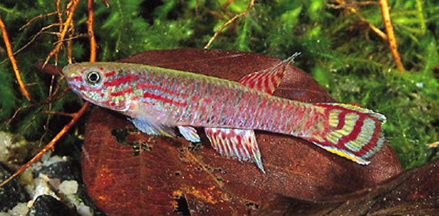 Aphyosemion edeanum
