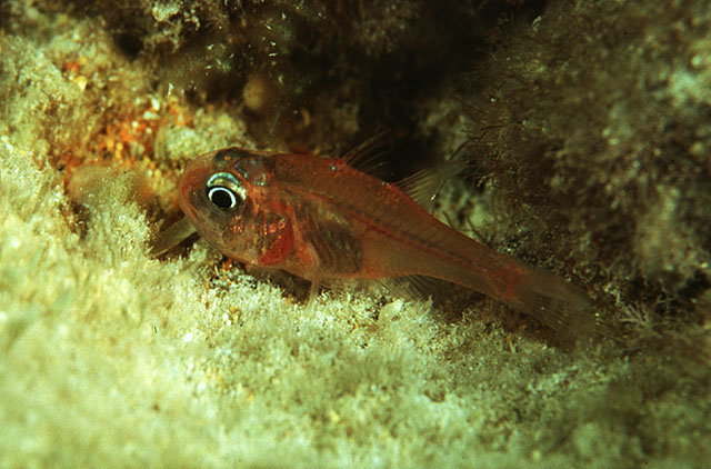 Apogon erythrinus