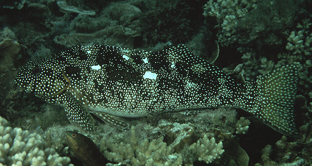 Aplodactylus etheridgii