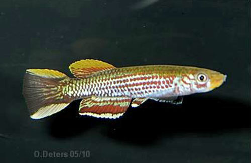 Aphyosemion etsamense