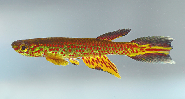 Aphyosemion fellmanni