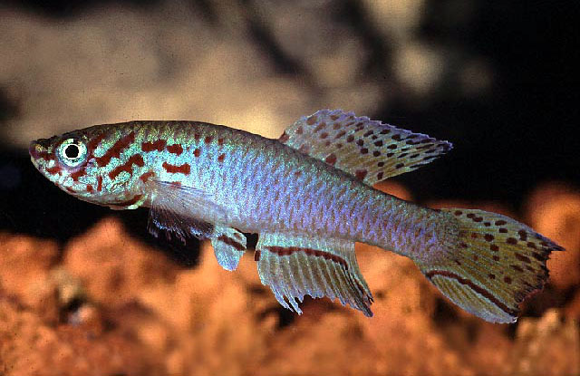 Fundulopanchax filamentosus