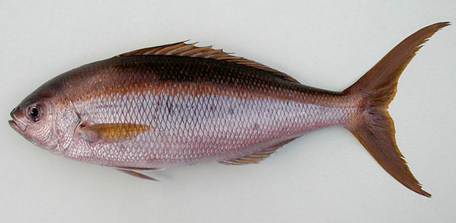 Apsilus fuscus