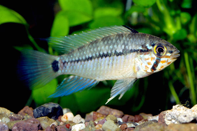 Apistogramma geisleri