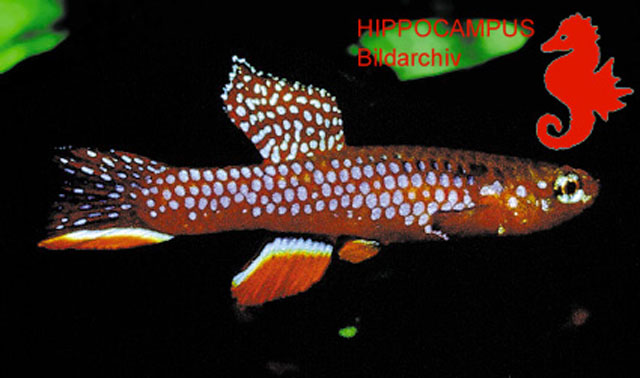 Aphyosemion georgiae
