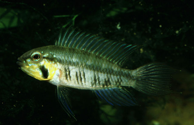 Apistogramma gibbiceps