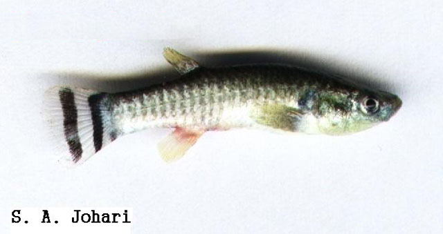 Aphaniops ginaonis