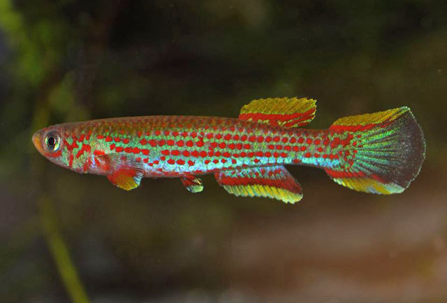 Aphyosemion hanneloreae