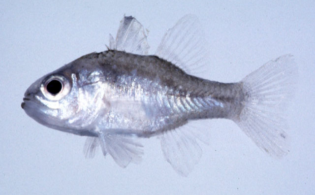 Ostorhinchus ishigakiensis