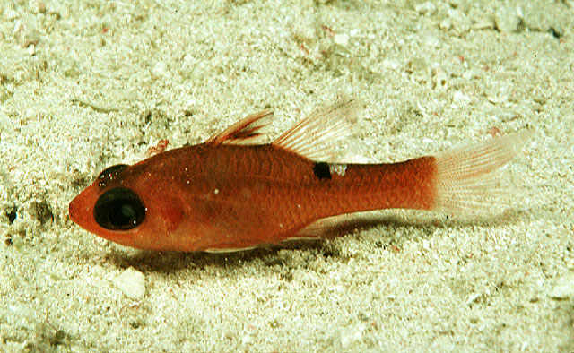 Apogon lachneri