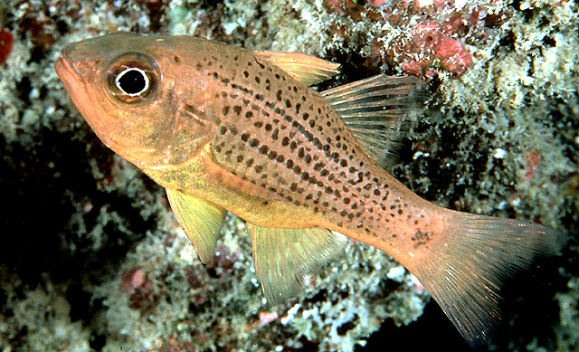 Ostorhinchus maculiferus
