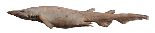 Apristurus manocheriani