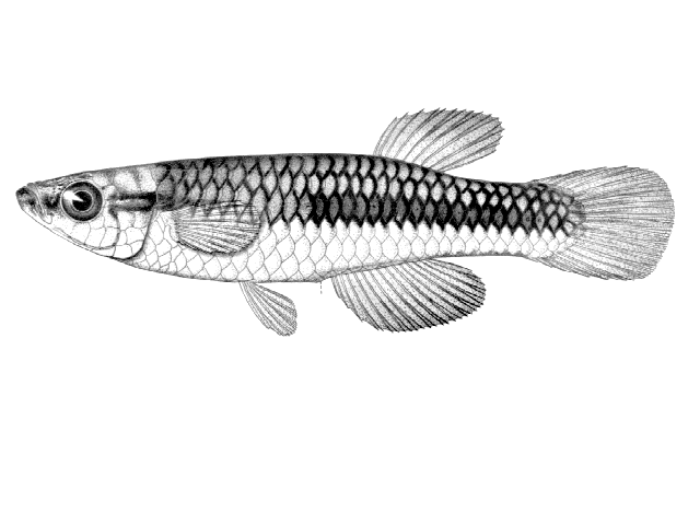 Lacustricola mediolateralis