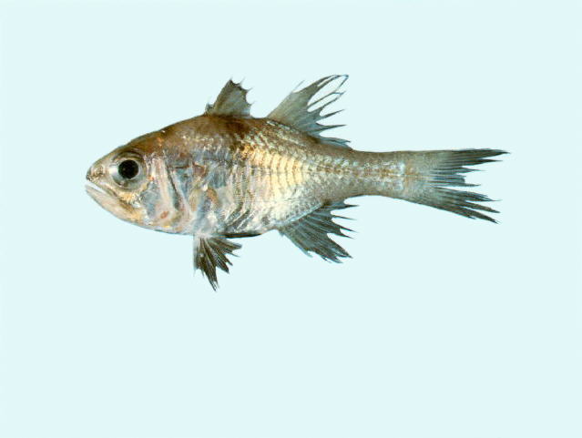 Apmel_u0.jpg