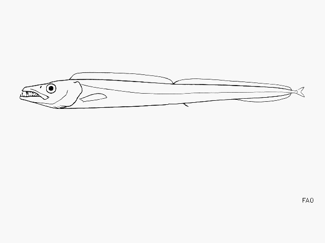 Aphanopus microphthalmus