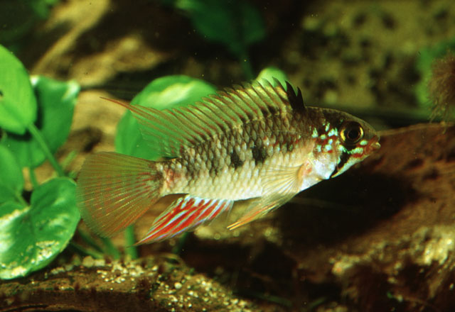 Apistogramma moae