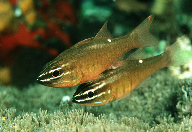 Ostorhinchus moluccensis