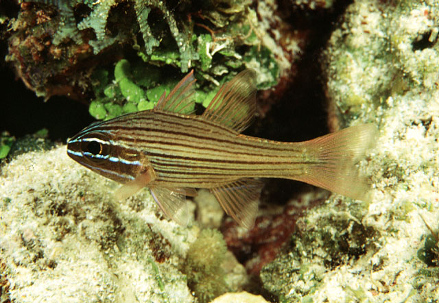 Ostorhinchus multilineatus