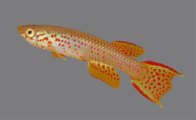 Aphyosemion musafirii