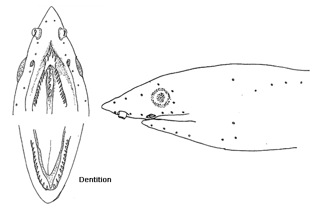 Apterichtus mysi