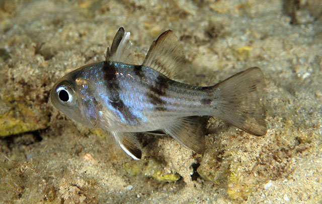 Apogonichthyoides nigripinnis
