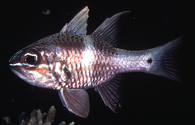 Ostorhinchus norfolcensis