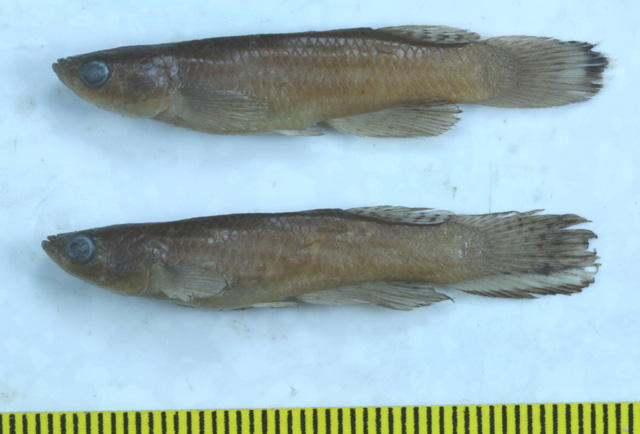 Aphyolebias obliquus