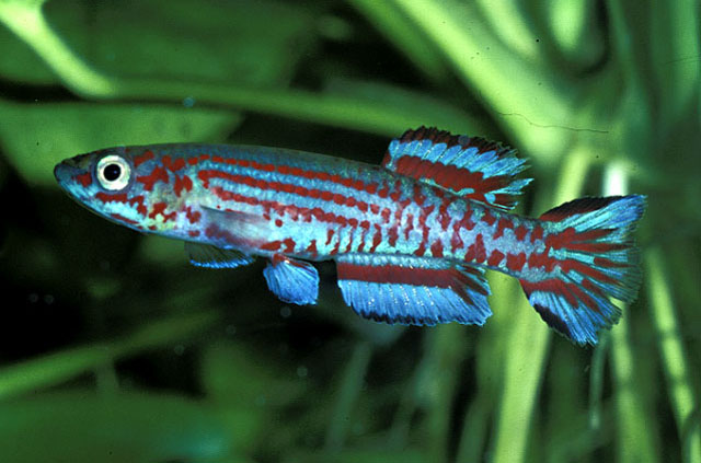 Aphyosemion ogoense