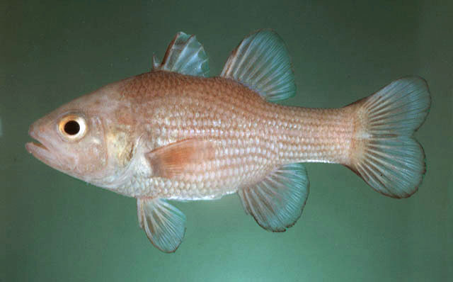 Lepidamia omanensis