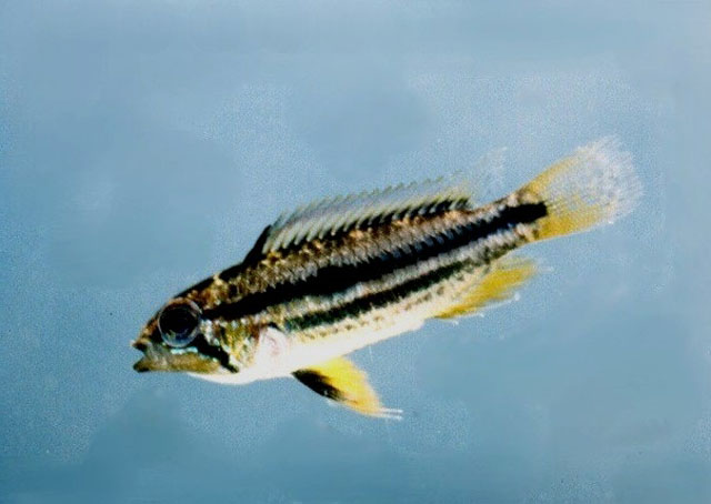Apistogramma ortmanni