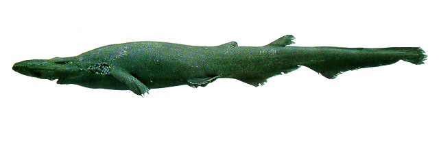 Apristurus parvipinnis