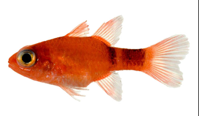 Appil_u0.jpg