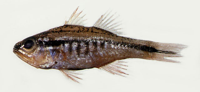 Ostorhinchus pleuron