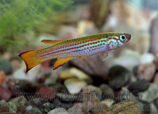 Aphyosemion primigenium