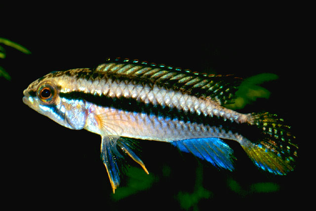 Apistogramma pulchra