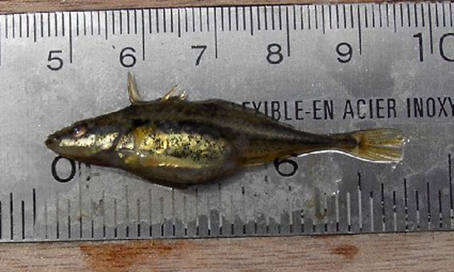 Apeltes quadracus