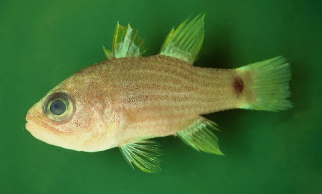 Apogon robbyi